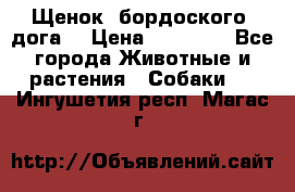 Щенок  бордоского  дога. › Цена ­ 60 000 - Все города Животные и растения » Собаки   . Ингушетия респ.,Магас г.